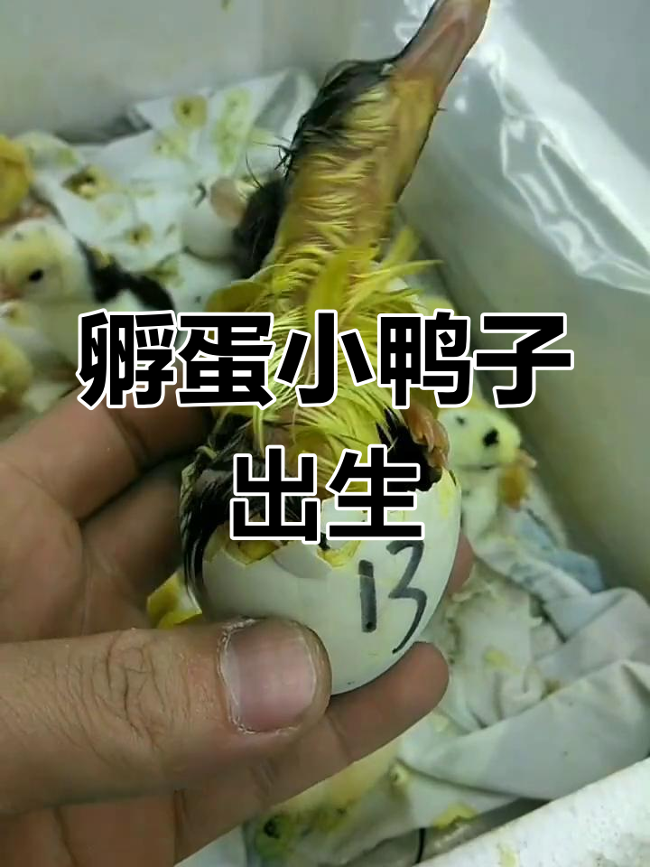 小番鸭破壳记:34天孵化过程大揭秘