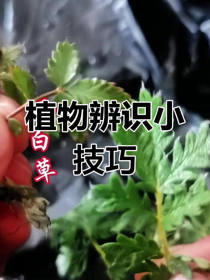 萎陵菜与翻白草外观相似,仔细观察才能分辨清楚