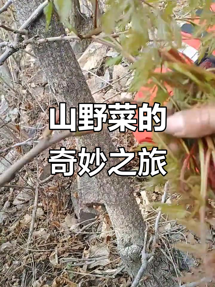 遇见茉莉芽,山野菜中的奇珍美味