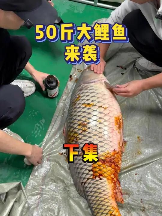 50多斤伤痕累累的鲤鱼王，经紧急救治后已顺利入池定水！接下来就交给了，记录硬核抢救全过程，