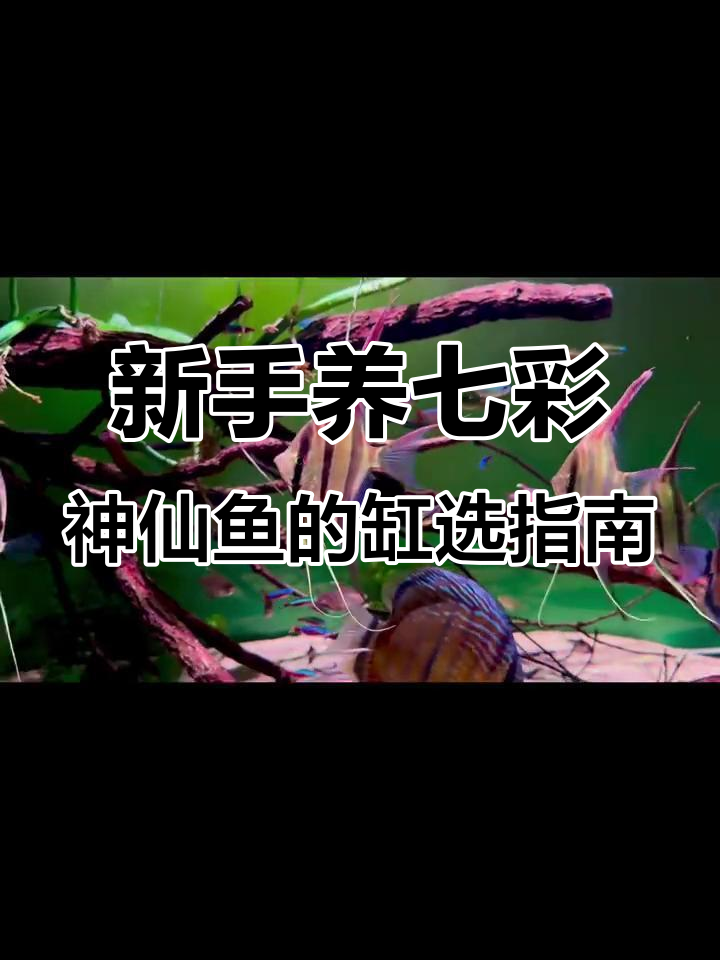 七彩神仙鱼缸造景全攻略,新手必看!