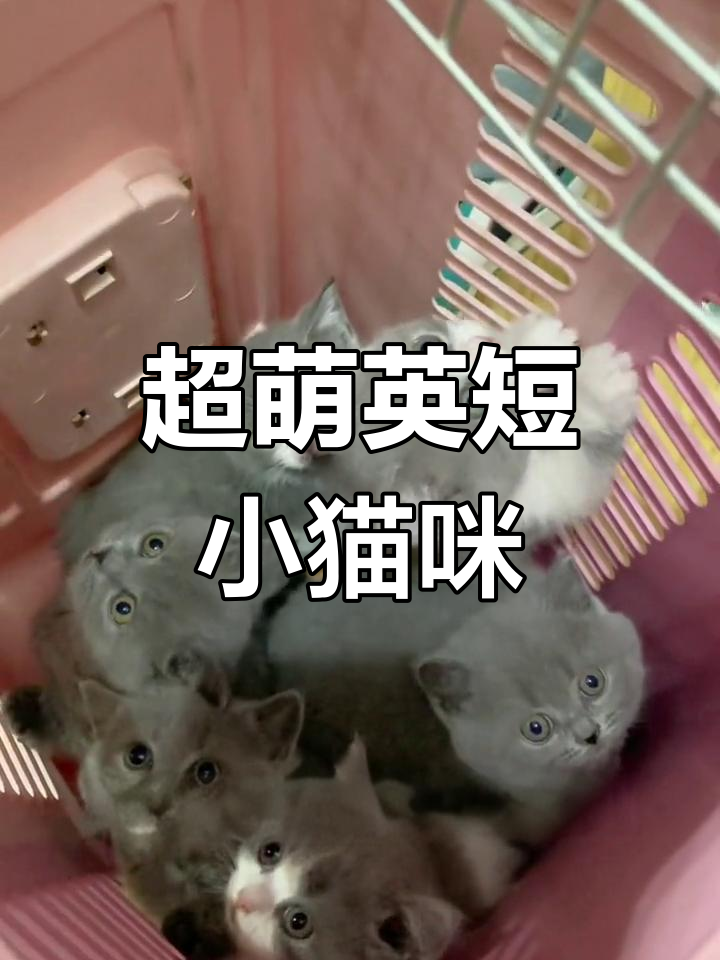 蓝猫矮脚萌宠推荐,包子脸超可爱