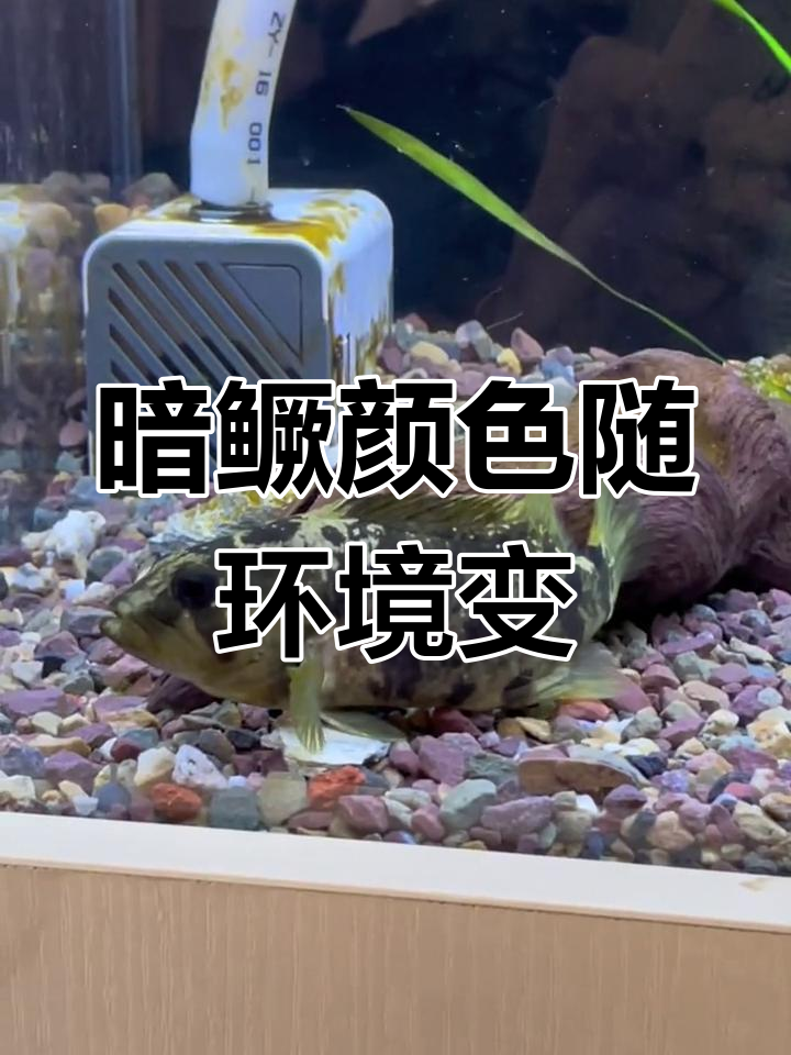 暗鳜鱼的颜色变化与环境适应