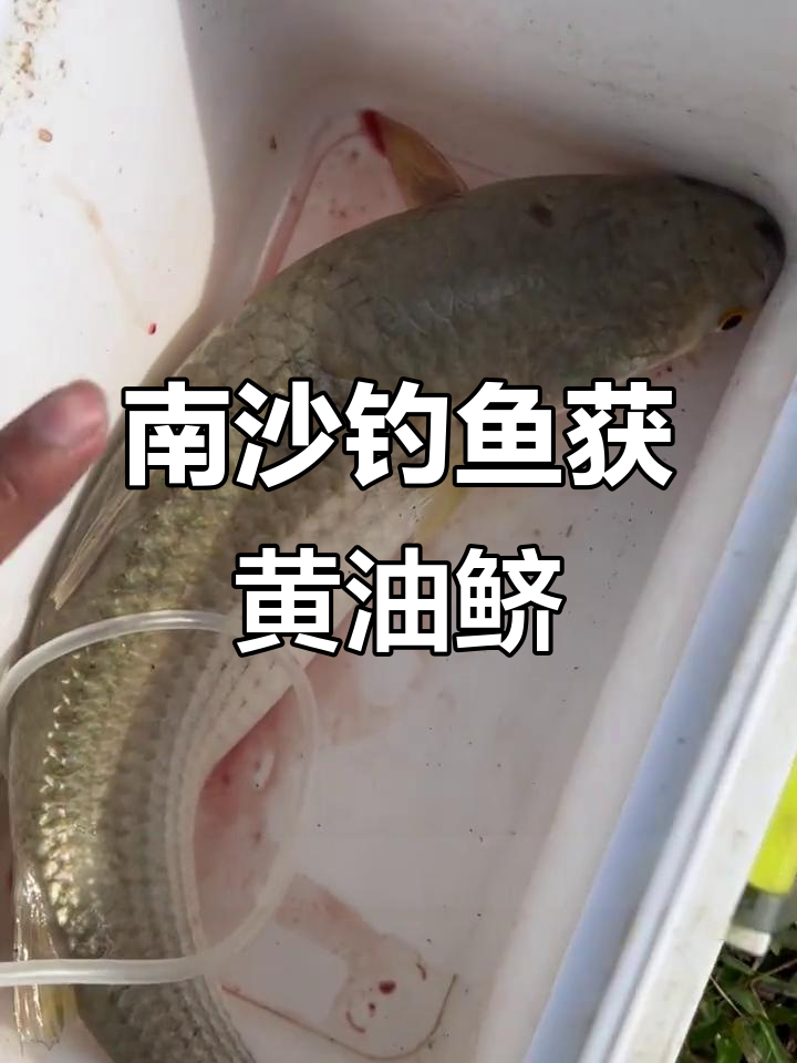 南沙野钓大丰收，两条大黄油鲚和鲤鱼惊喜连连
