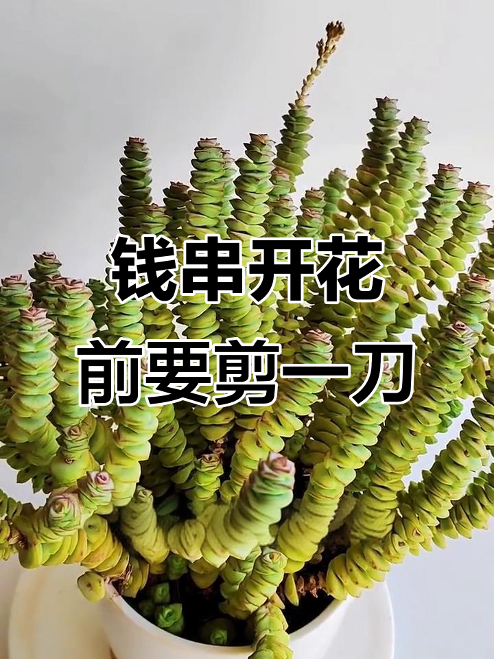 多肉钱串开花前必做的一刀，避免养分流失