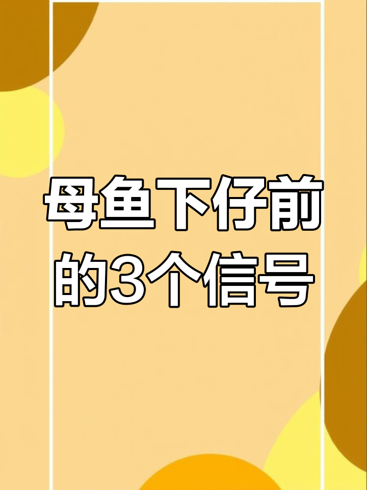 孔雀鱼快生小鱼的三大征兆,快来看看吧!