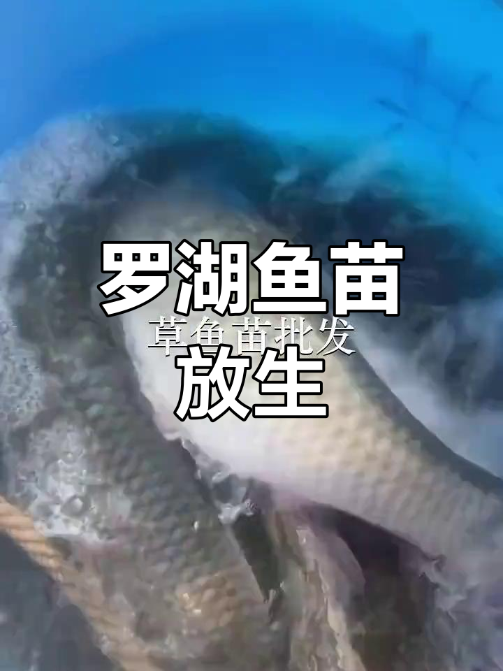 深圳罗湖鱼苗场放生草鱼
