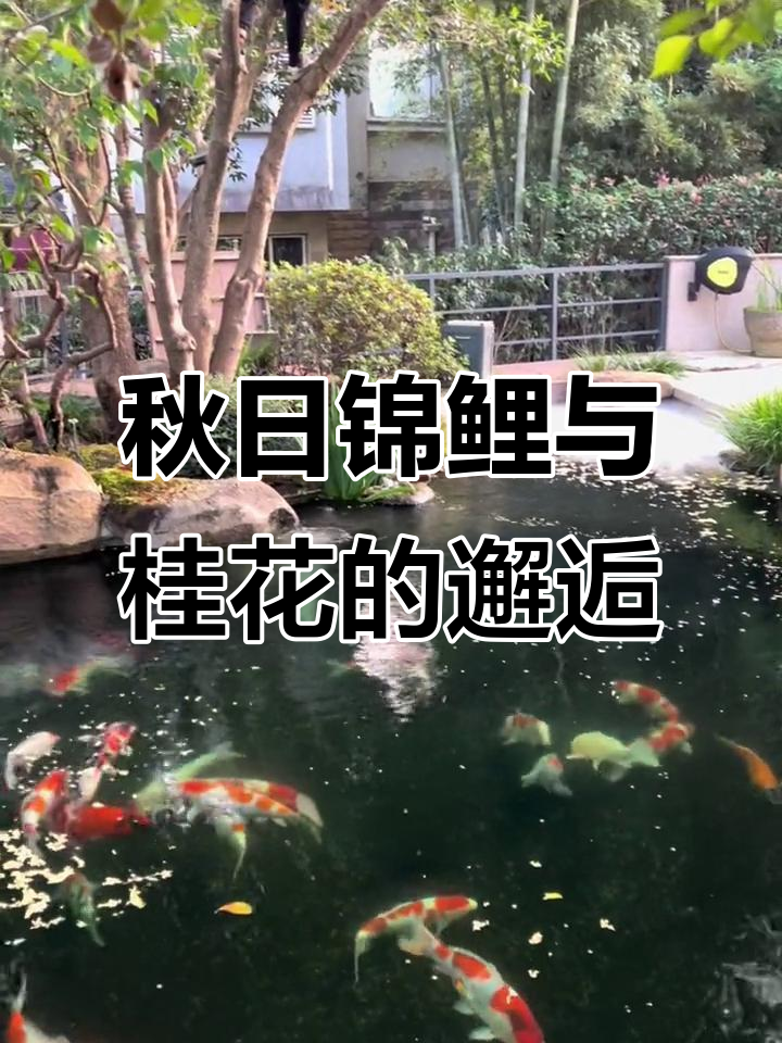 杭州百万锦鲤鱼池秋季实景,桂花飘香满园