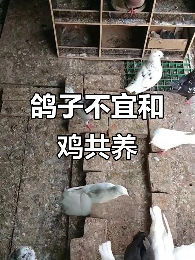 鸽子与鸡同养隐患大,鸽舍为何不能有鸡?