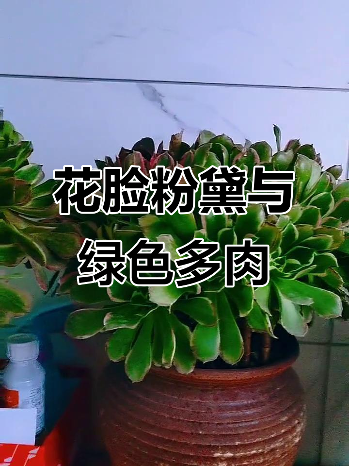 我的多肉植物绿得让人崩溃，花脸粉黛太美了！