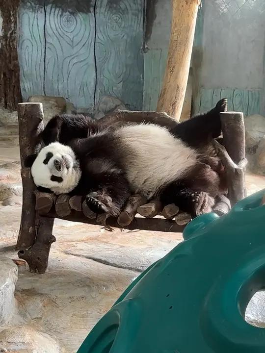 小企鹅舜舜睡觉的姿势超级可爱 大熊猫可爱大熊猫舜舜神奇动物在抖音