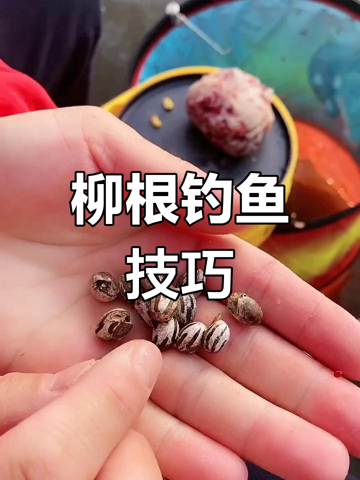 柳根钓法揭秘:羊蜡罐饵料效果惊人