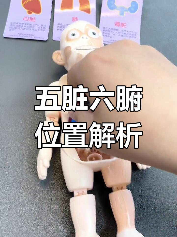 人体五脏六腑分布图,轻松了解器官位置