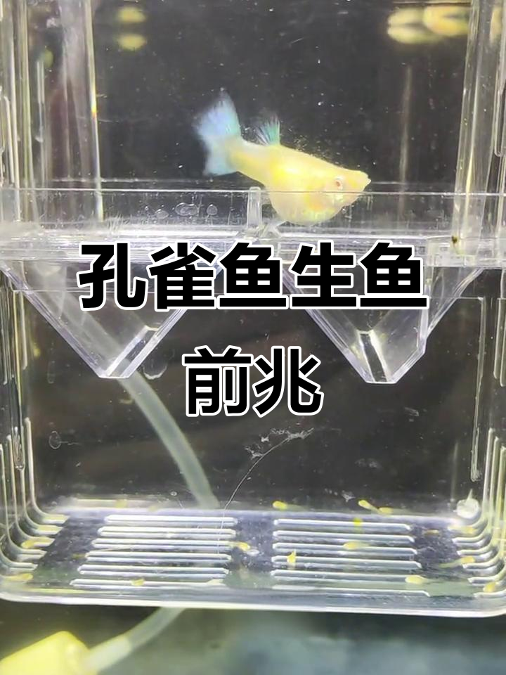 孔雀鱼临产征兆全解析,如何判断母鱼即将生产