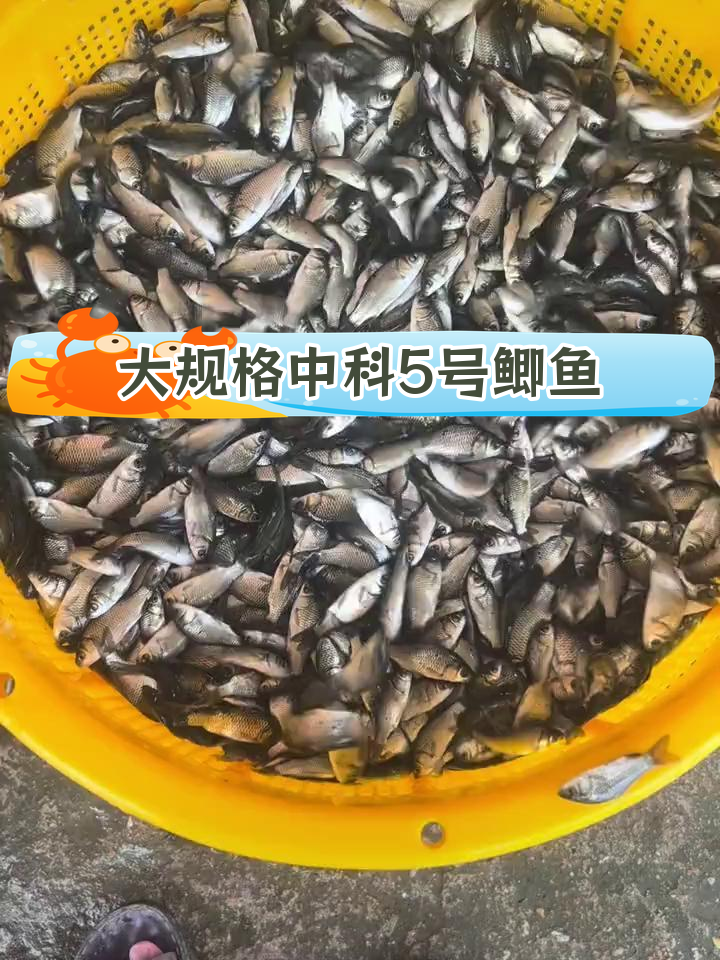 中科5号鲫鱼苗批发,快速生长,适合多种水域养殖