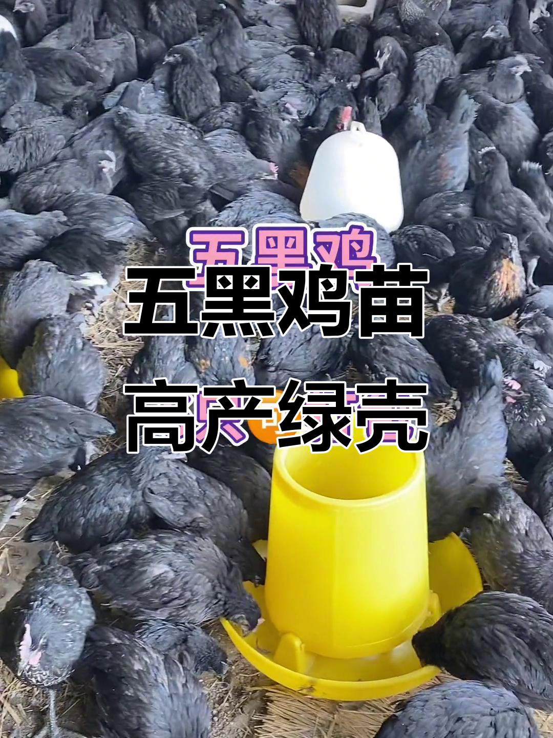 五黑鸡苗:绿壳蛋高产,耐粗饲,轻松养殖