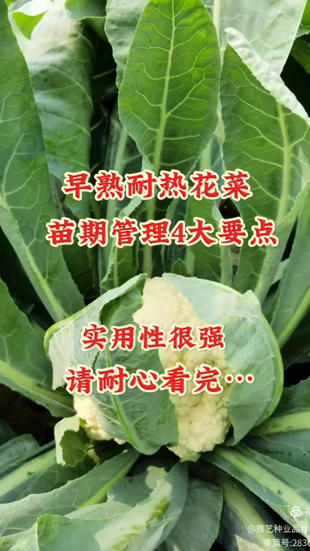 早熟耐热花菜,苗期管理4大要点!实用性很强请耐心看完……三农 耐热花菜 珍玉松花60