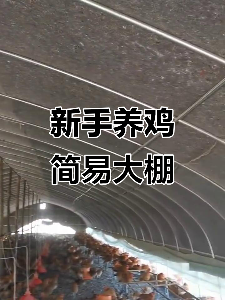 简易鸡棚搭建技巧,新手必学!