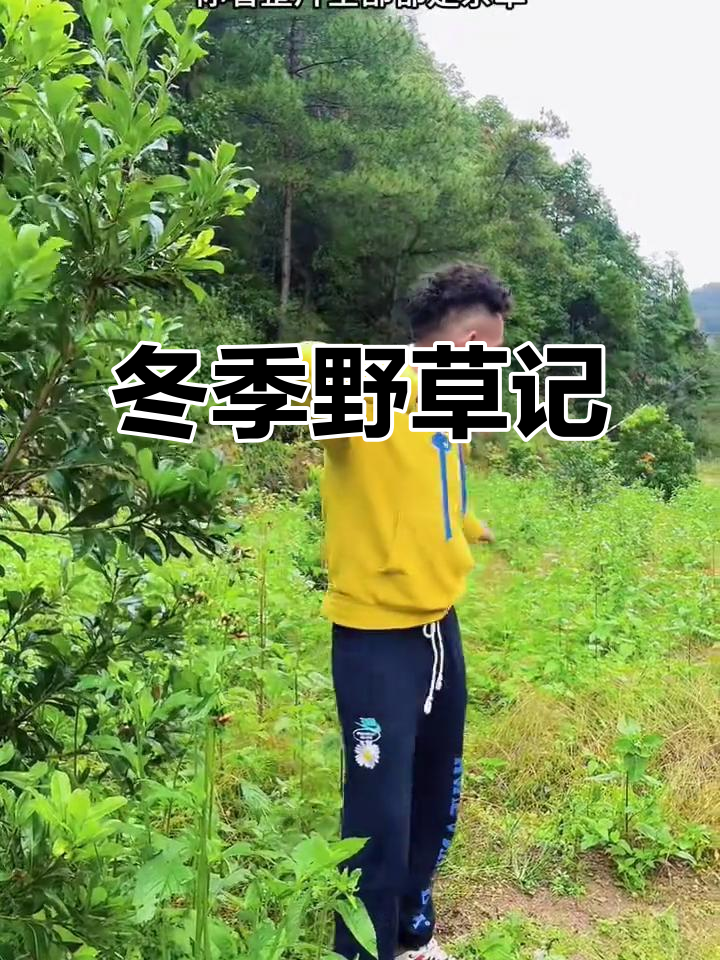 立冬时节,野草依旧生机勃勃,蒲公英、苦苣菜依然可见