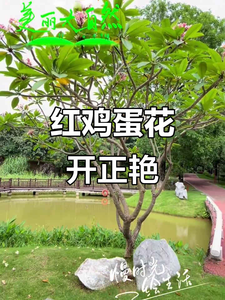 孝德湖畔,红鸡蛋花盛开如火