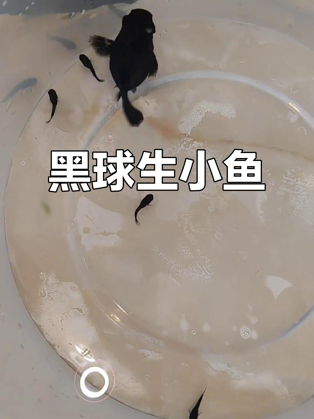 玛丽球下崽了,黑球宝宝超可爱!