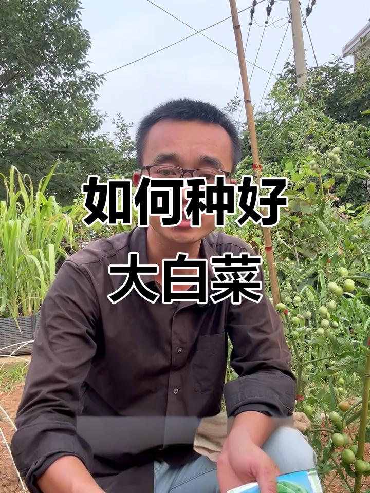 大白菜种植技巧：何时播种，如何管理