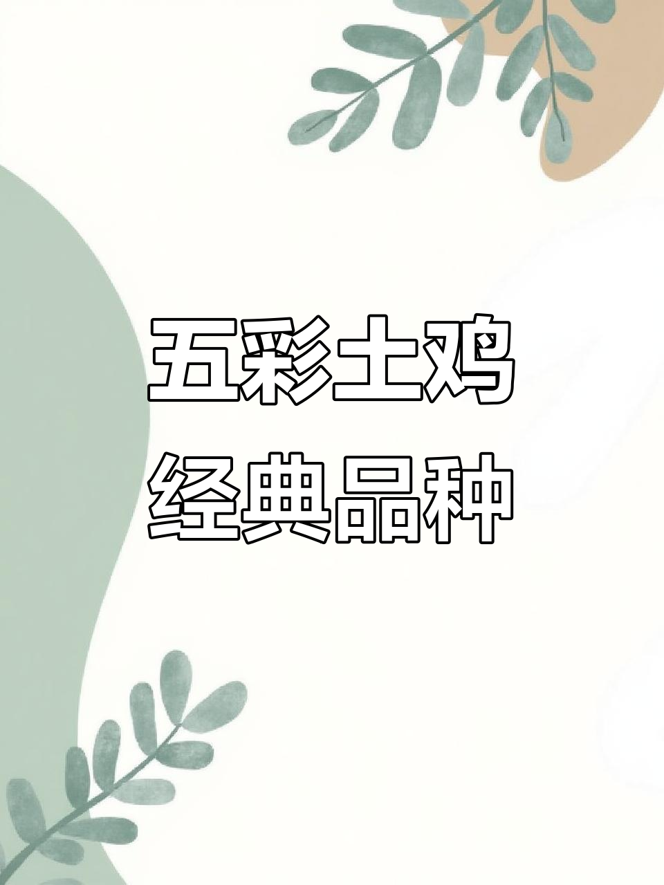 贵州高脚土鸡：五彩大公鸡与美丽母鸡的传奇