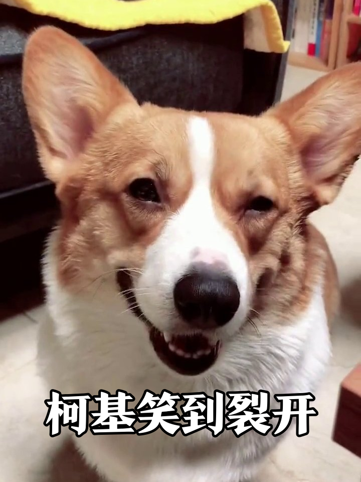 当柯基学会微笑:从端庄到表情包只需要3秒