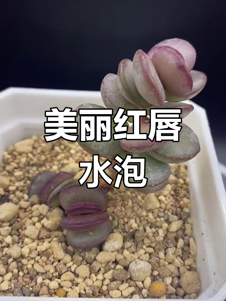 红唇多肉水泡,形态独特