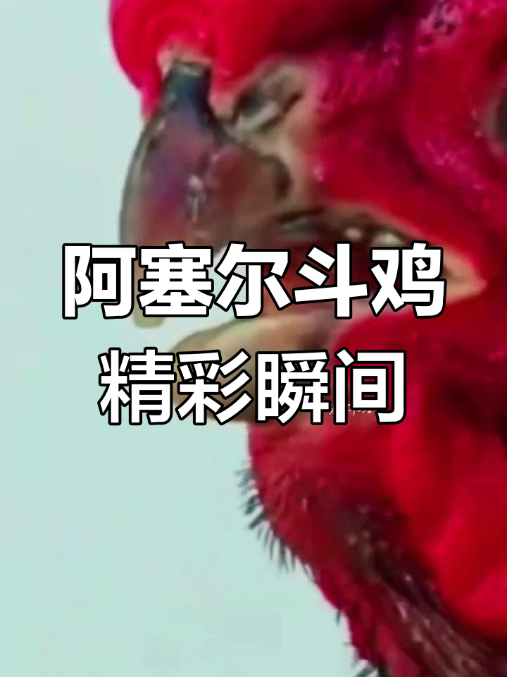 印度阿塞尔斗鸡大赏,纯种斗鸡激烈争锋