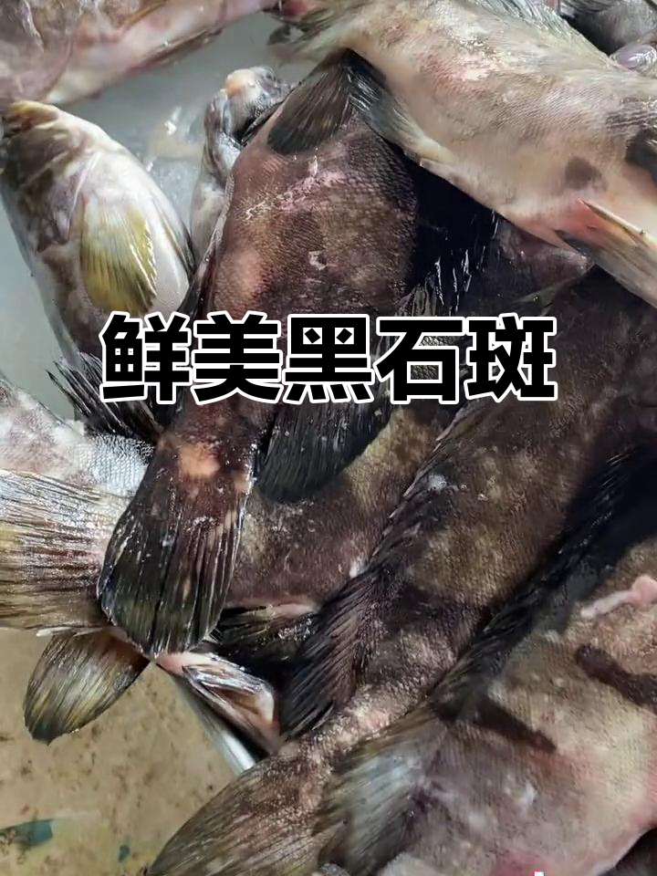 黑石斑鱼新鲜美味,红烧清蒸都超赞