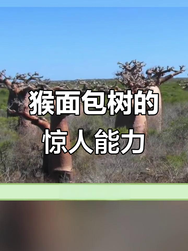 猴面包树:沙漠中的全能生命,五千年寿命与神奇功能