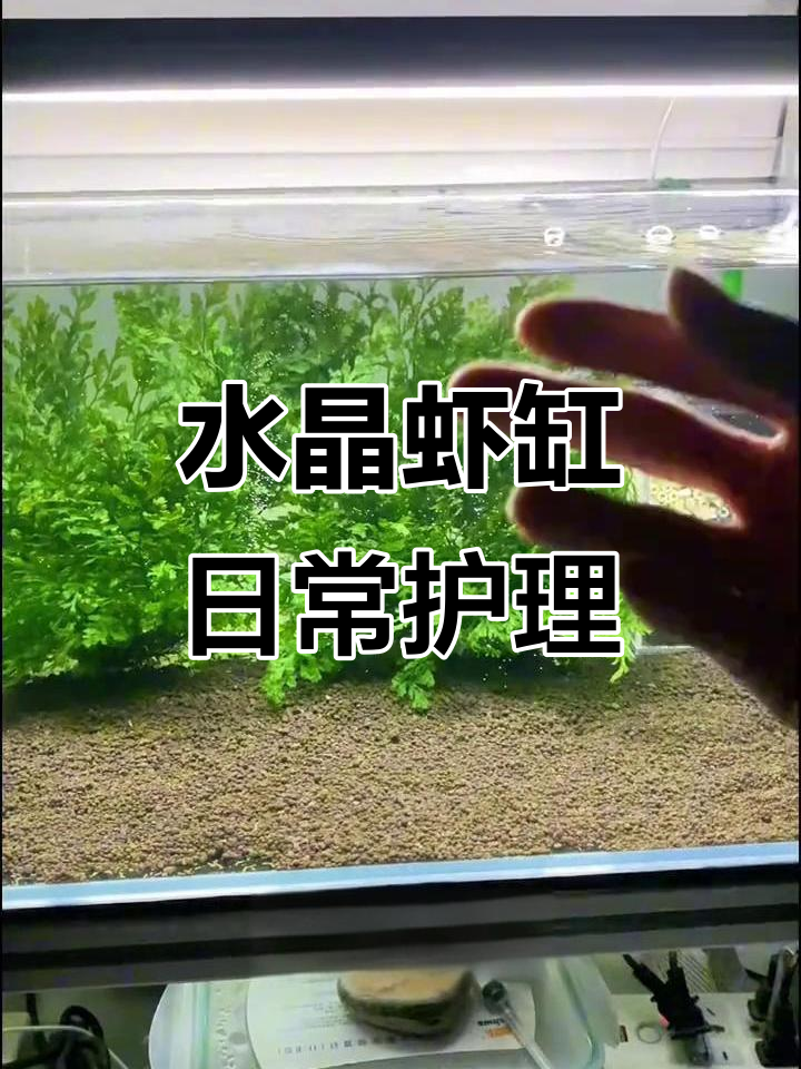水晶虾缸维护全攻略,轻松应对摇蚊幼虫问题!