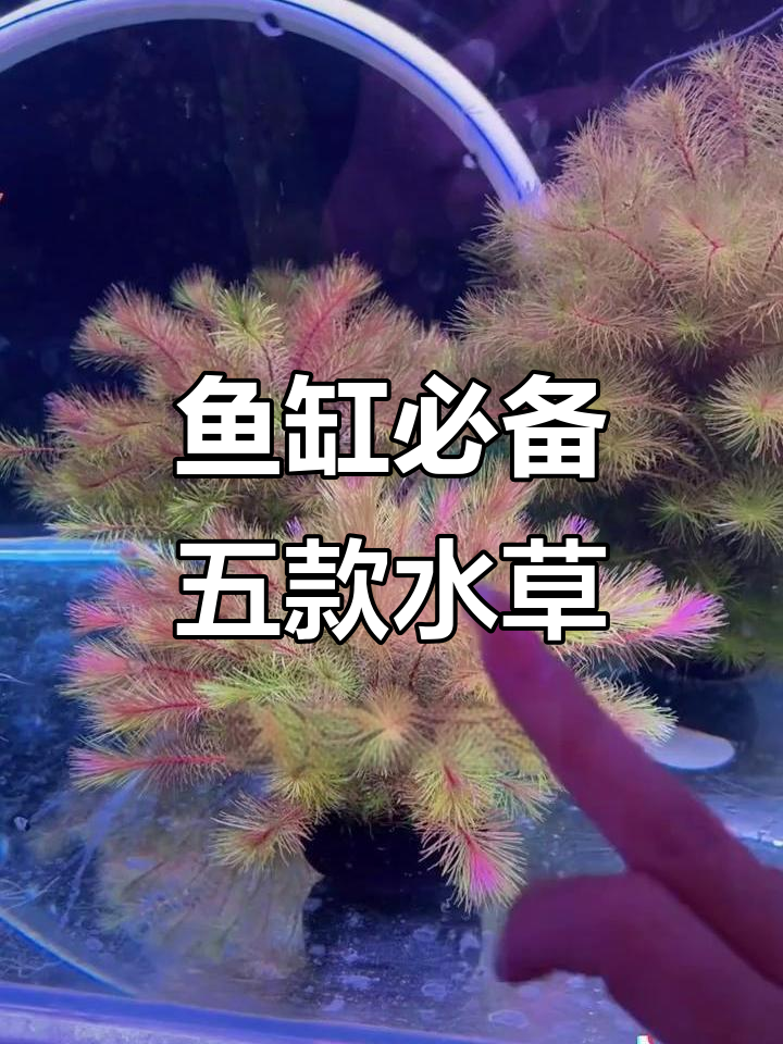 水草造景全攻略：五种必选水草，轻松打造鱼缸生态