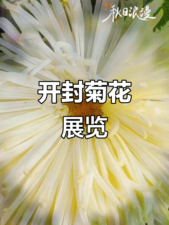 开封菊花展:一场视觉与嗅觉的盛宴