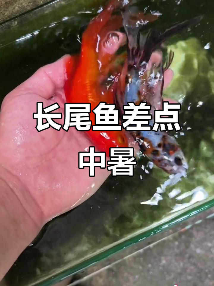 炎热天气下长尾鱼险些“领盒饭”,赶紧送回缸里!