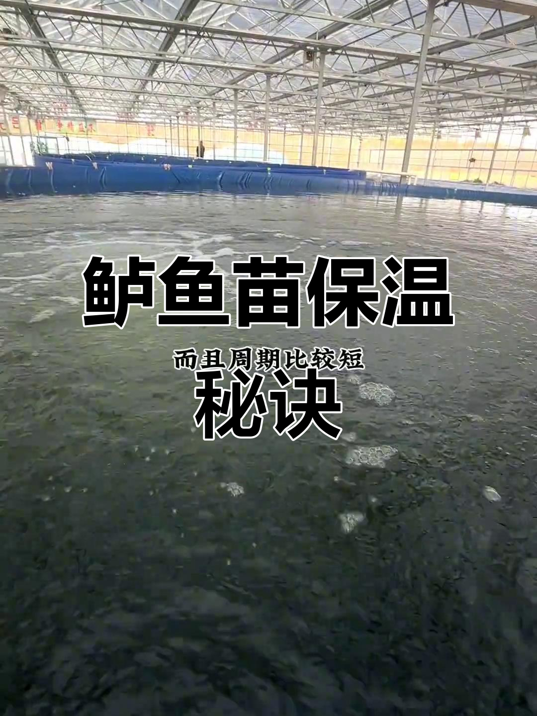 鲈鱼苗养殖保温技巧大揭秘,如何提高成活率