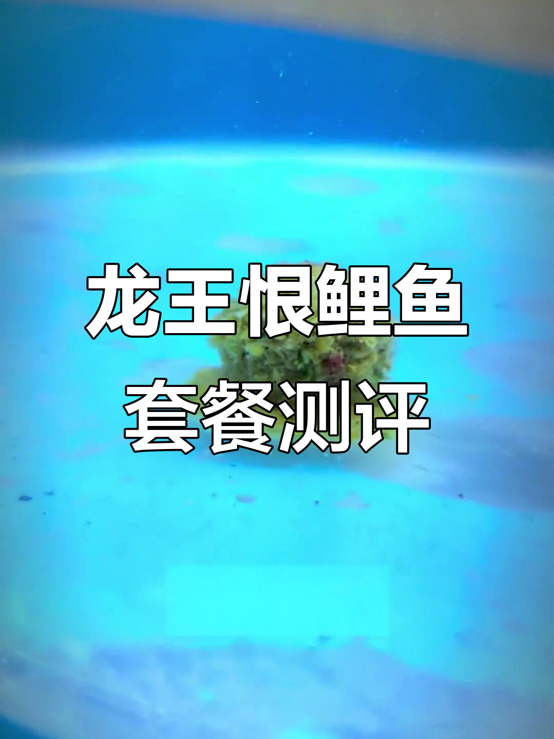 龙王恨鲤鱼套餐评测:麦香饵料搭配详解