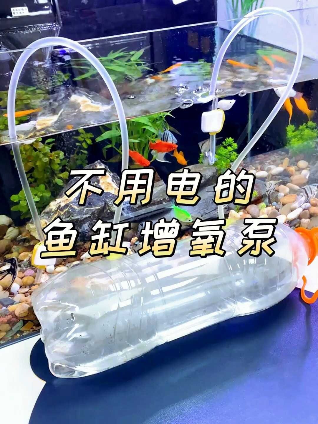给鱼缸增氧,试试这个不用电的增氧泵,就算停电也不怕了