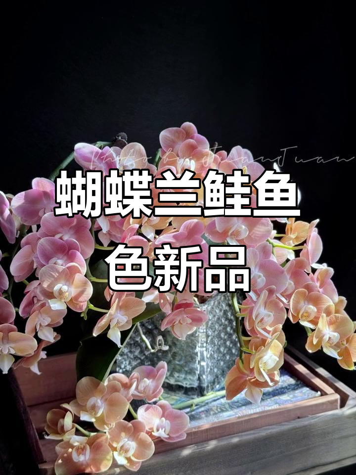蝴蝶兰新品种亮相,鲑鱼色梦幻璀璨惊艳