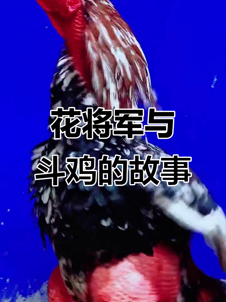 越南花将军的斗鸡传奇，纯种战斗鸡展示