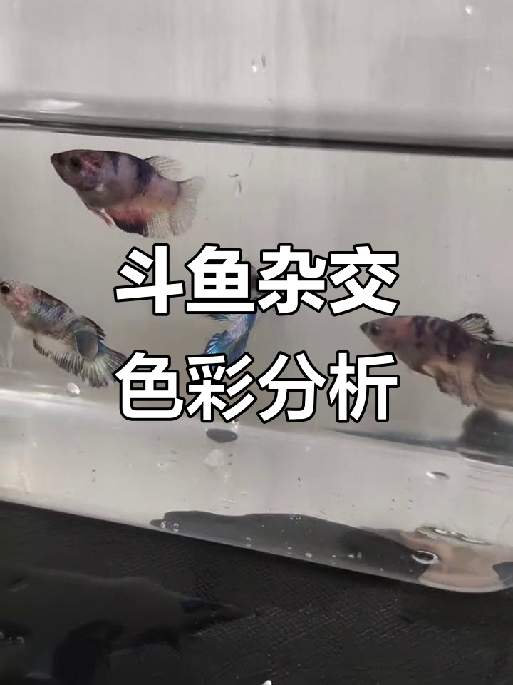 斗鱼杂交后代颜色大揭秘,竟有这么多变化!
