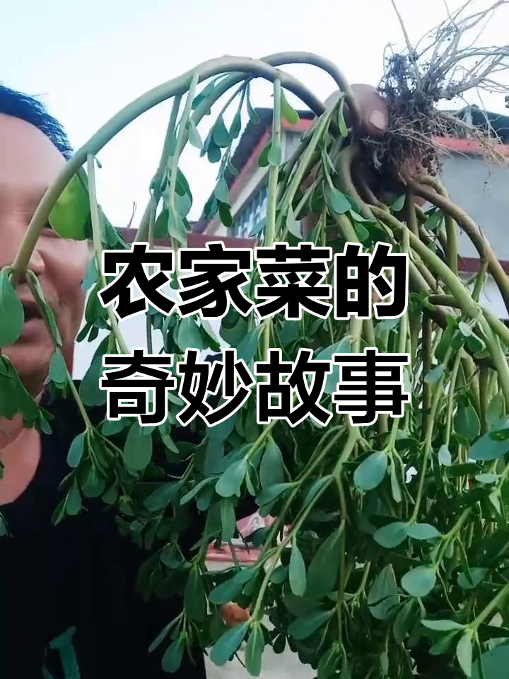 农家菜园里的“秘密”:猪吃比人还好,草都长得比我高