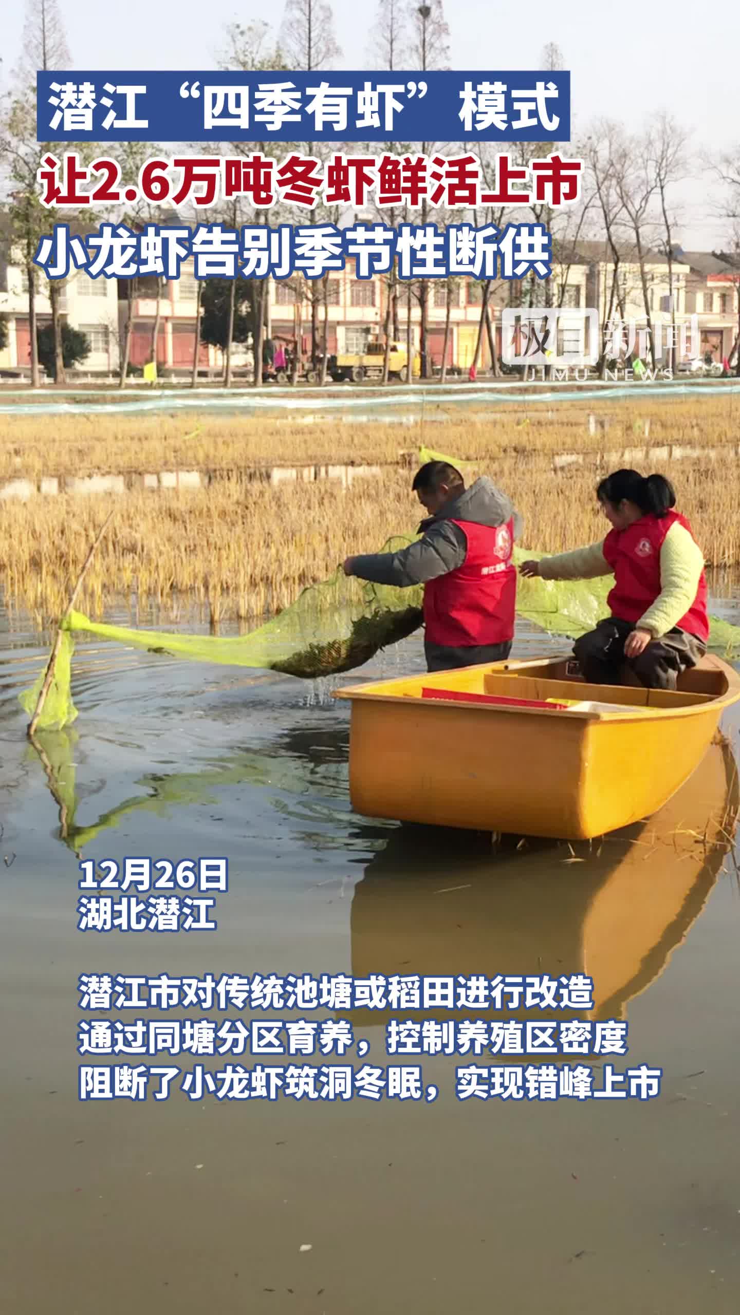「视频」潜江“四季有虾”模式，让2.6万吨冬虾鲜活上市，小龙虾告别季节性断供