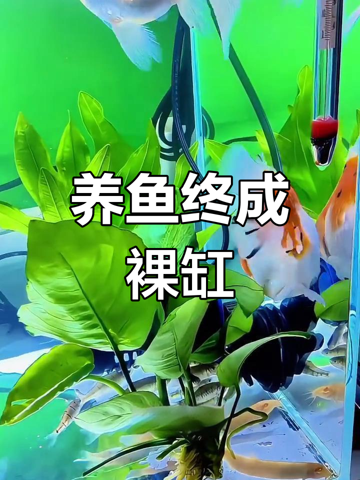 鱼缸变裸缸,养鱼的最终归宿竟是这样!