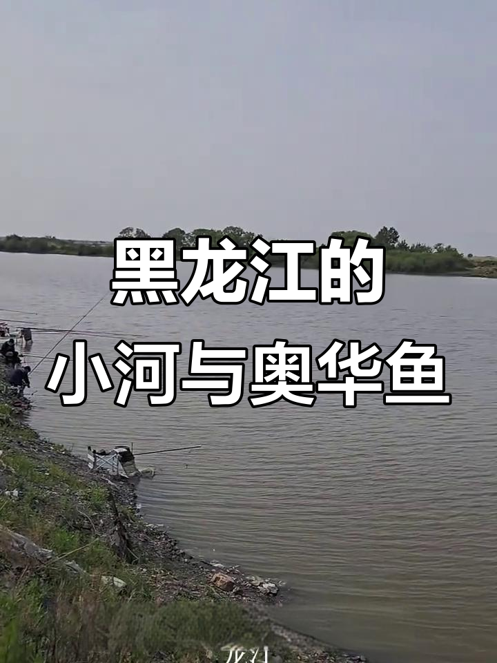 黑龙江的隐秘之美，小河里的奥花鱼与生猛活鱼