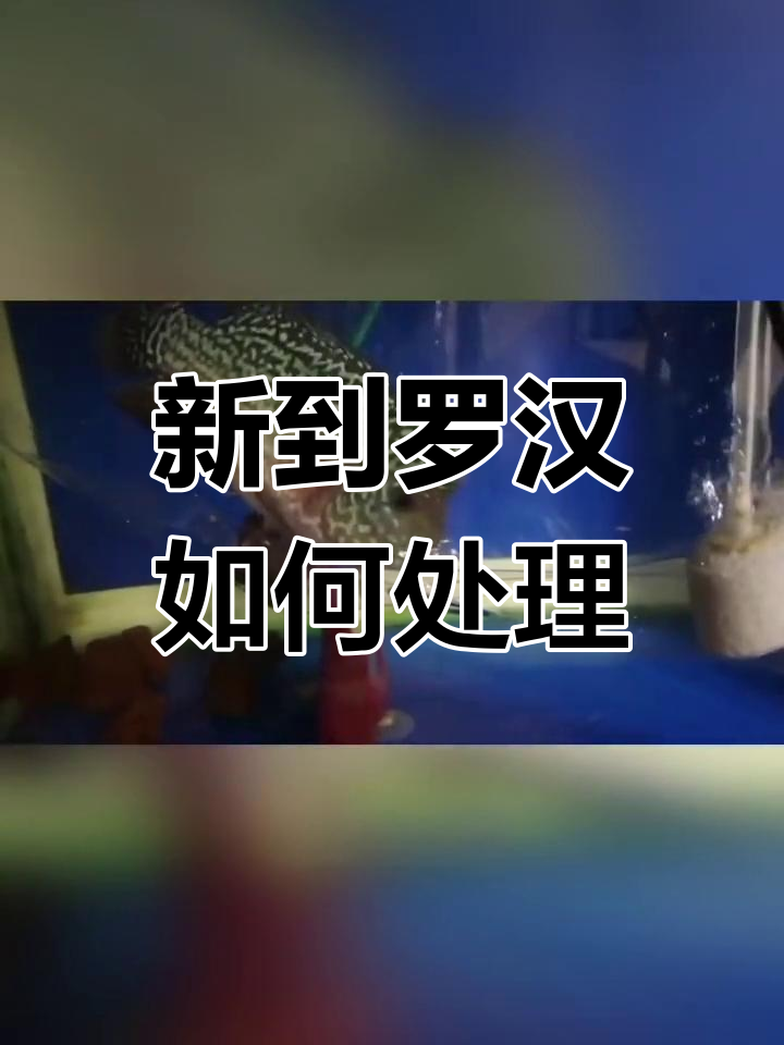 罗汉鱼到家后为何会缩头掉色?
