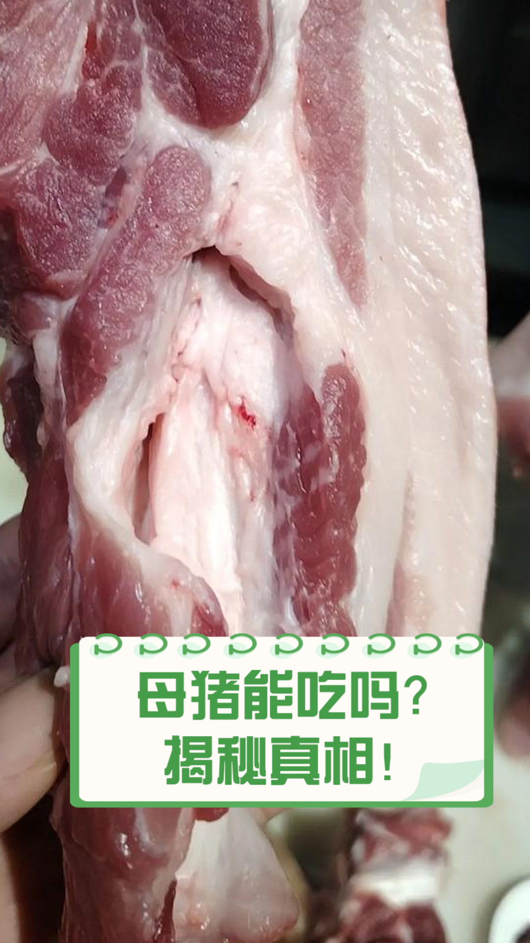 母猪能吃吗?揭秘真相!