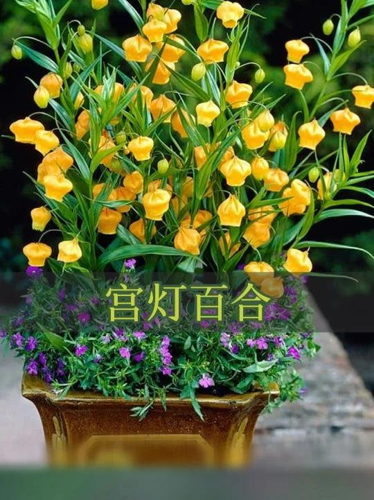 宫灯百合