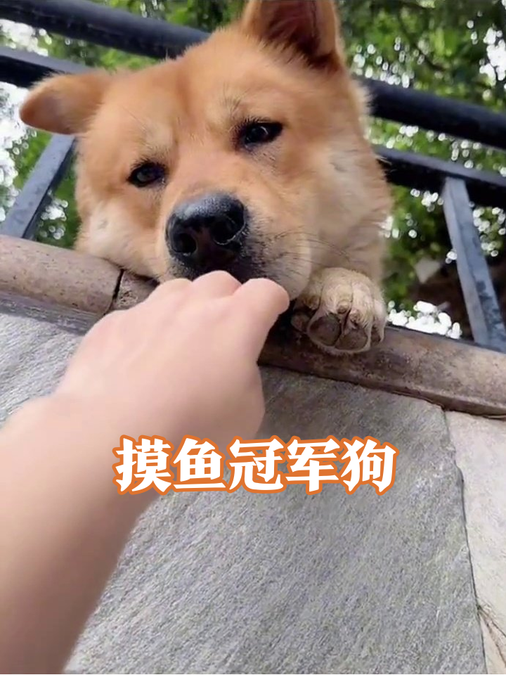 石墙上的摸鱼狗:路人投喂秒变干饭王,这生活太惬意